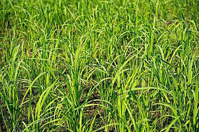 像素风格战术游戏《外星入侵：自走棋》现已在Steam平台推出试玩Demo